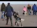 munsterlanders at tentsmuir