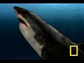 Walking with...Sharks Walking with...Sharks