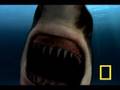 Walking with...Sharks