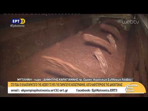 Στο πόδι οι ελαιοπαραγωγοί της Λέσβου | 8/11/2018 | ΕΡΤ