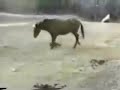 Funny Animals - Animales Divertidos