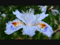 kkajapan's Video Blog #63/ Tokyo: Eclectic mix of old & new