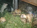 Gerbils