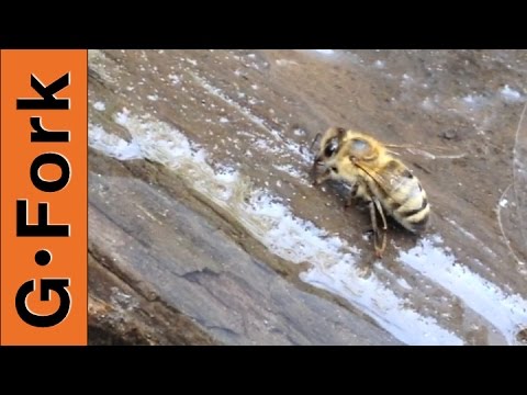 how to provide water for bees