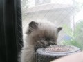 ROADSTAR HIMALAYAN KITTENS