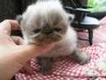 ROADSTAR HIMALAYAN KITTENS