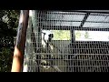 20091021 珍しいサル2
