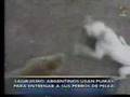 Utilizan pumas para entrenar a sus perros de pelea