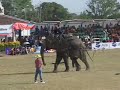 Elephant vs. Man World Record Tug of War Thailand