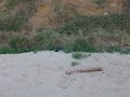 The New Attenborough - Part 1