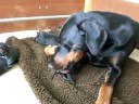 Dobermann Kennel Russkaja Mechta (I-litter)