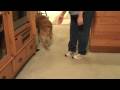 videos de Camera Shy Franklin Goes Hunting for Treats