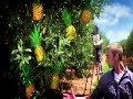 Pineapple Advertising