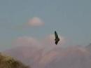 Condors in Colca Canyon