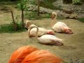 Flamingos shake heads and talk 
