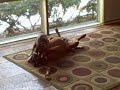 Boxer puppy boxing with her Big brother funny Boxer puppy boxing with her Big brother funny