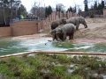 Copenhagen Zoo - Elefanterne i det nye udendørs anlæg