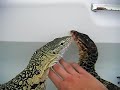 Asian Water Monitor Meets Nile
