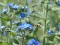 Stationair vliegend insect Stationair vliegend insect