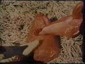 Deerhoof - Gore in a Rut Deerhoof - Gore in a Rut