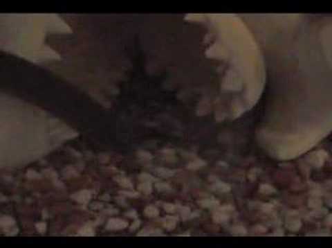 Caecilian Worm