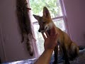 Petting my fox; Ron: \"oooh, aah, aaaah\" Petting my fox; Ron: \"oooh, aah, aaaah\"