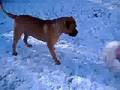 Bullmastiff video