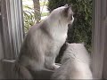 3-month-old-ragdoll-kitten-loses-his-mind-on-leather-ottoman.html