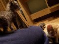 gatitos / funky town /  kazama masao ichi bochan