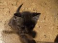 gatitos / funky town /  kazama masao ichi bochan