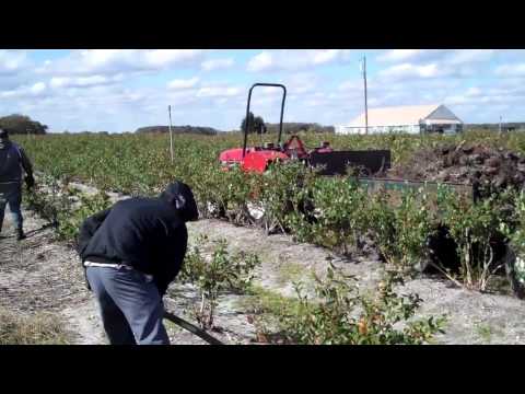 how to replant a blueberry bush