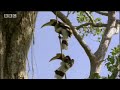 bbc: jungle   the private life of hornbills
