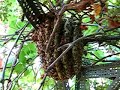 Feral Honey Bee Colony