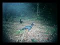 Mutum-cavalo / Razor-billed Curassows (Mitu tuberosa)