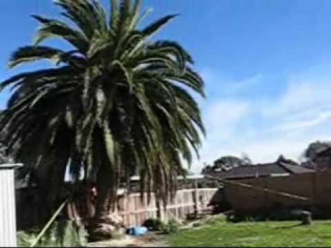 how to transplant date palm tree