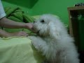 cachorro cachorro