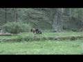 turkey hunting