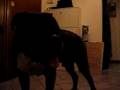 Video di Paura, alzare bene volume, Boxer 8 anni Livorno