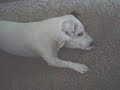 ALPO Real Meat Moments Video Contest