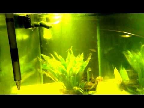 how to care silver arowana