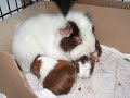 our cavies: Birth and on... our cavies: Birth and on...