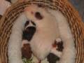 our cavies: Birth and on...