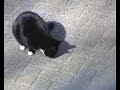 koko de kat