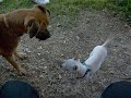 ciccia e romeo ciccia e romeo