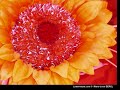 Bonnie Creation L Amour des Fleures.......!Mise en Ligne Karine..wmv