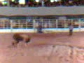 Rodeio 8 segundos - Touro Bandido