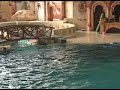 Dolphin-Show-Part-II