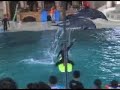 Dolphin-Show-Part-II