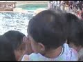 Dolphin-Show-Part-II