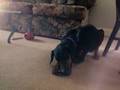 videos de Moose & Leia Chewing Bones